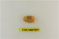 藏品(短刺伊氏蟹)的圖片